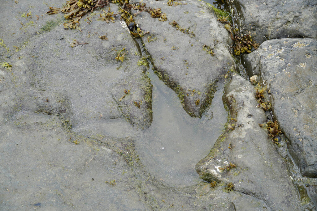 Dinosaur footprint in the rocks at the An Corran Beach near Portree, Scotland