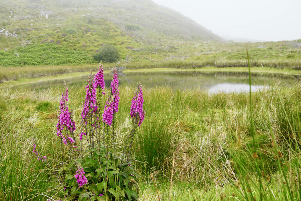 Beautiful purple flowers and a small loch in the background. One of the many beautiful views we saw while on the Old Man of Storr Hike, near Portree, Scotland