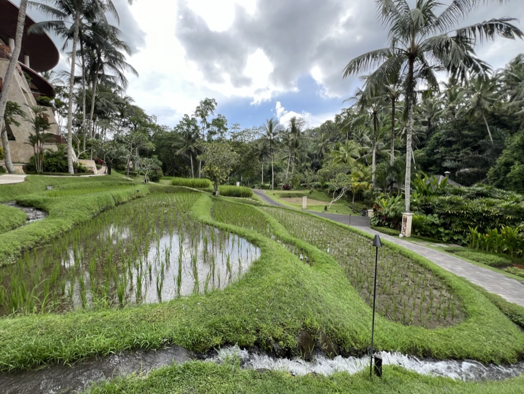 Rice fields intermingle throughout the resort.